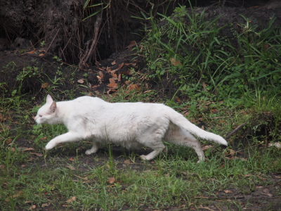 [An all white cat walks through the sparse grass from right to left in a somewhat crouched position.]